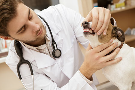 Jurusan Kedokteran Hewan